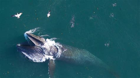 La explicación viral de por qué algunas ballenas explotan cuando mueren