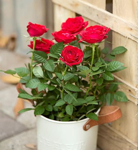 Passo A Passo Como Plantar E Cultivar Rosas Em Vasos Plantasonya O