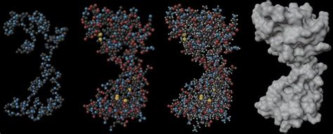 Calcium Free Calmodulin Protein Cam Pdb Cfc In D Space Main Chain