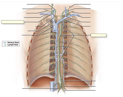 Major Lymph Trunks and Ducts Quiz