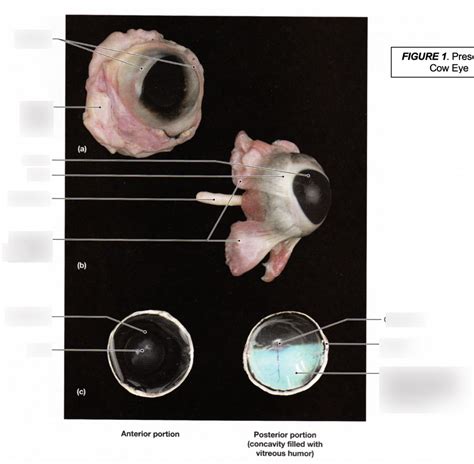 cow eye Diagram | Quizlet