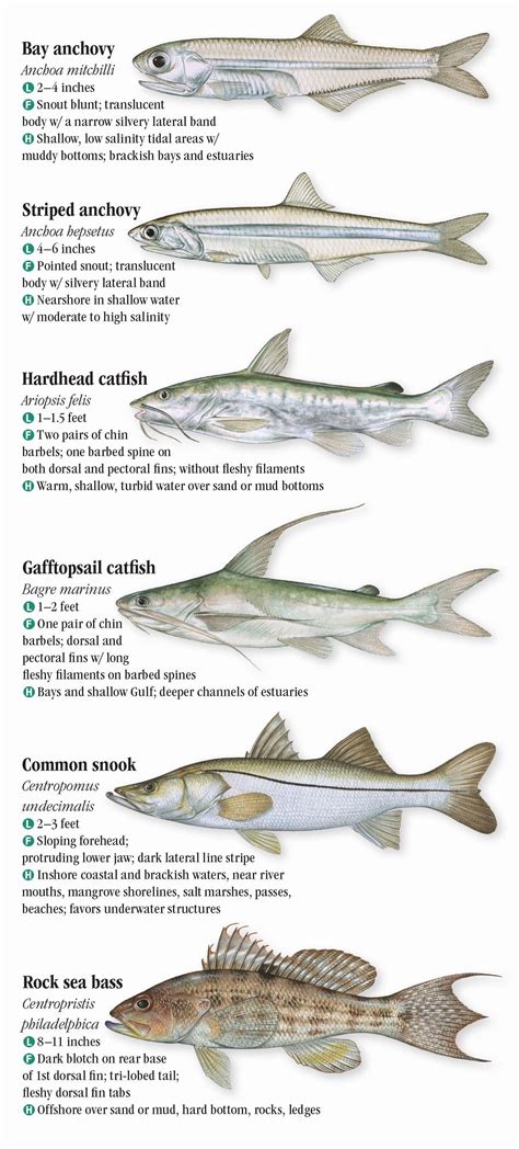 Texas Fish Identification Chart