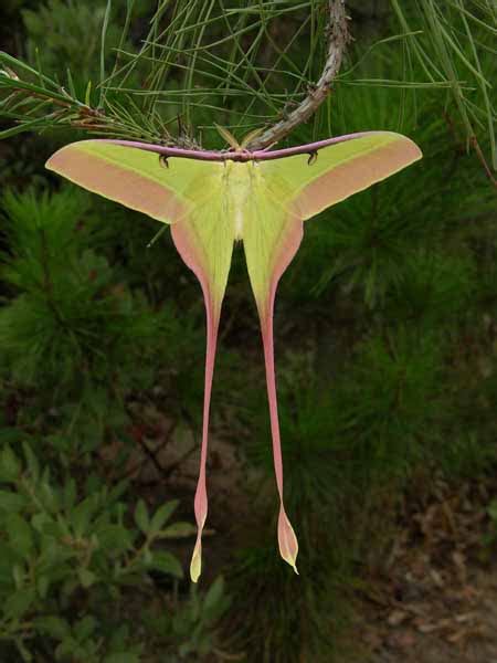 Insects Galore Chinese Moon Moth Actias Dubernardi