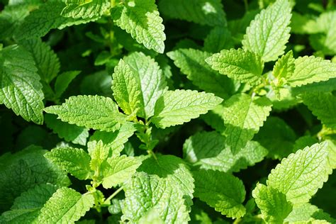 Mint: Planting, Growing, and Harvesting Mint Plants | The Old Farmer's ...