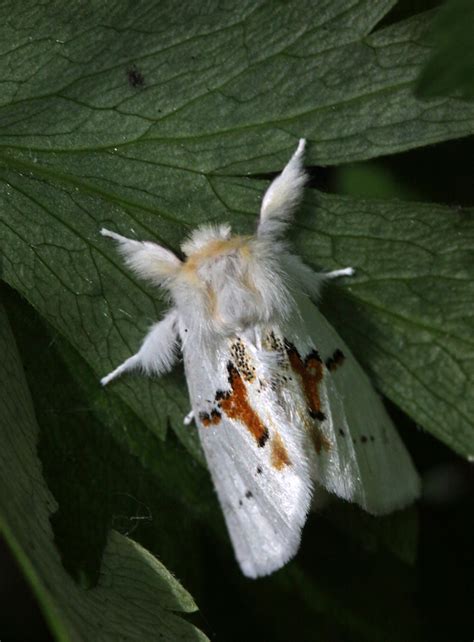 Leucodonta Bicoloria Rimvydas Kinduris Flickr