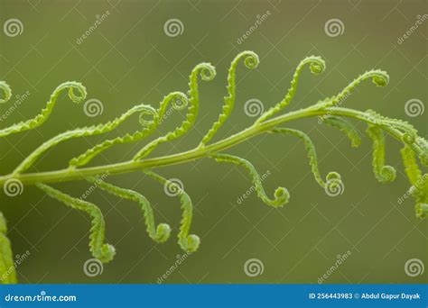 Part Of The Fern Leaf Stock Image Image Of Named Elegantly 256443983