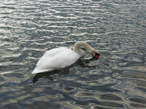 Cygne L Eau Oiseau Photo Gratuite Sur Pixabay Pixabay