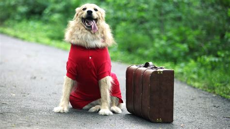 Qu Se Necesita Para Viajar Con Un Perro