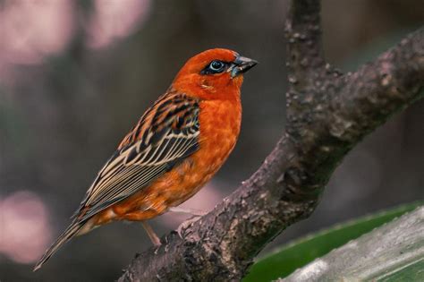 What Bird Seed Attracts Cardinals Save The Eagles