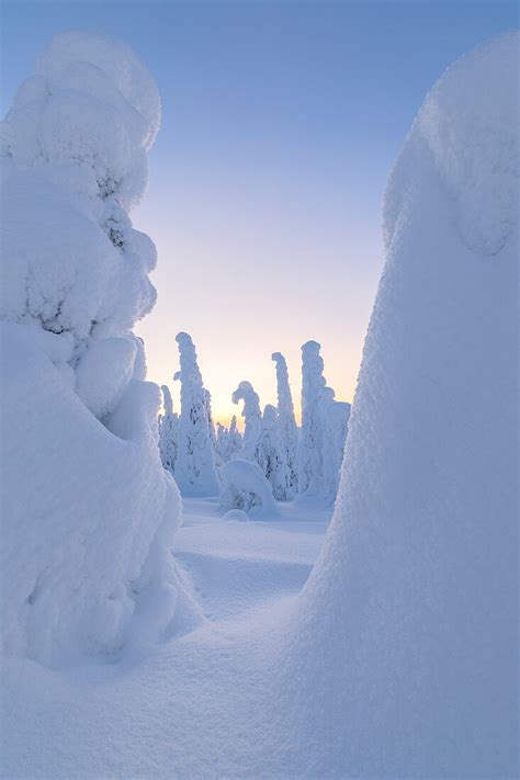 Frozen Trees Riisitunturi National License Image 71302191 Lookphotos