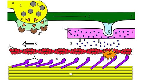 Color the Sliding Filament Model of Muscle Contraction