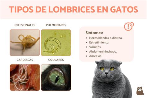 Tres Aspectos Clave Sobre Gusanos En Gatos Prevención Tratamiento Y