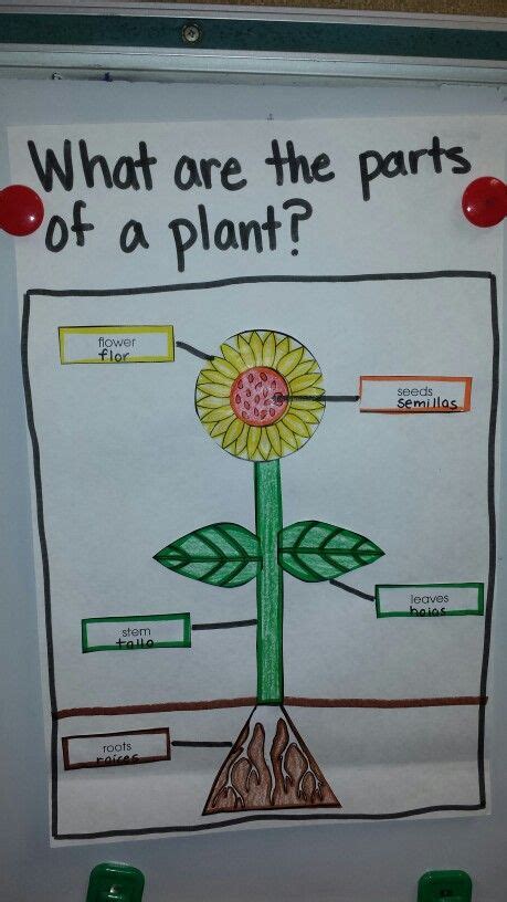 Parts Of A Plant Anchor Chart Have The Title And Border Pre Made Along With The Pieces Colored