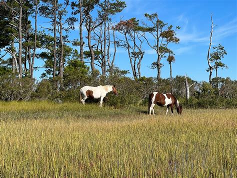 Assateague Explorer Wildlife Cruises Chincoteague Island All You Need To Know Before You Go