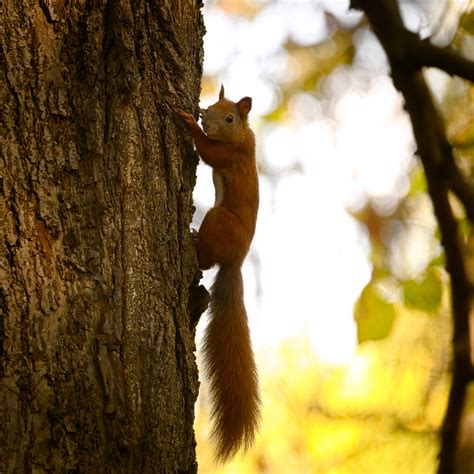 Climbing Up Red Squirrel Sciurus Vulgaris Looking Around Flickr