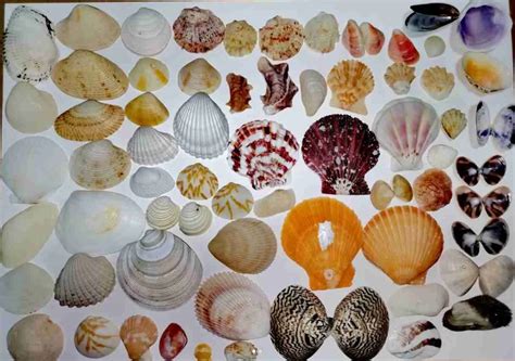 Exploring The Different 6 Types Of Scallop Shells Haidongseafood Premium Frozen Seafood