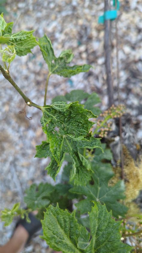 Grapes Dying Ask Extension