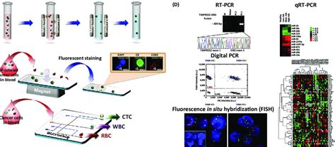 Ctc Isolation And Downstream Molecular Analyses A Download