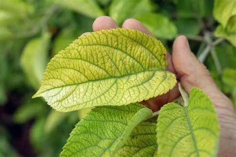 Consejos Para Solucionar Hojas Amarillas En Plantas