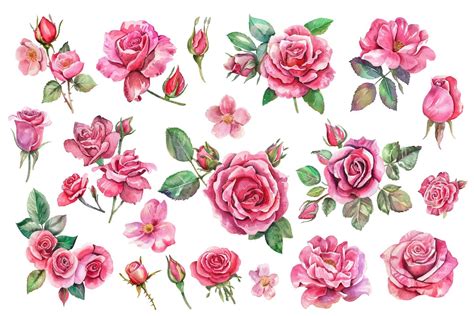 Watercolor Roses Clipart Pink Flower Clipart Premade Rose Clipart