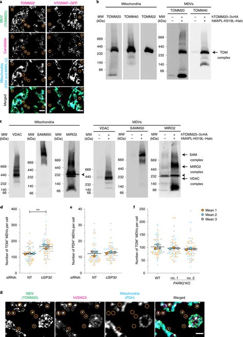 Tomm Mdvs Contain Assembled Import And Barrel Protein Complexes A