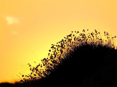 1128184 Sunlight Sunset Nature Reflection Grass Sky Silhouette Sunrise Evening Morning