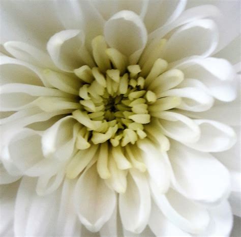 White Chrysanthemum Flower Plant – Beautiful Flower Arrangements and ...