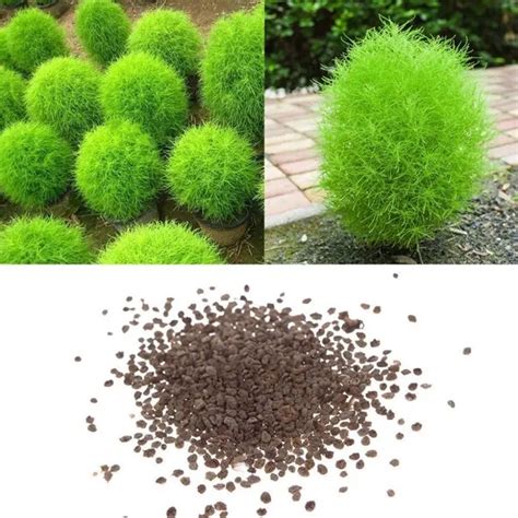 Philippines Ready Stock Pcs Rare Kochia Scoparia Grass Seeds Showy