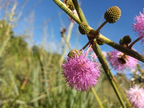 Descubren Una Nueva Especie De Flor En El Sur De Misiones Argentina