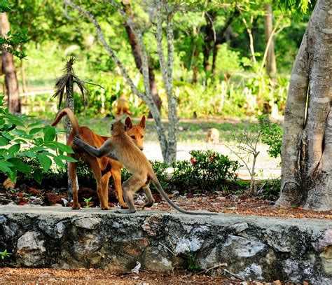 Fond Décran Faune Mammifère Arbre Jungle Zoo Branche Parc