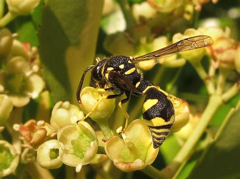 6 Tipos De Avispas Nombres Y Fotos