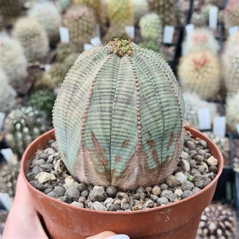 Caring For My Euphorbia Obesa The Baseball Plant In The UK