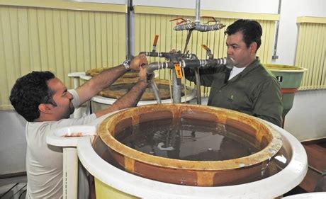 Inició periodo de reproducción de peces en Estación de Acuicultura de