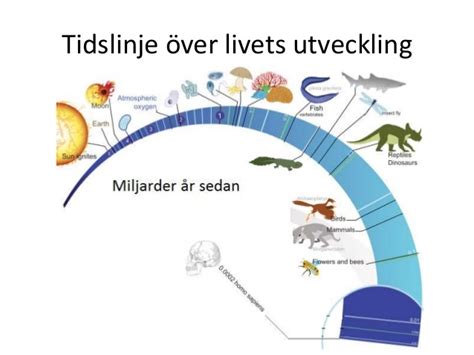 Pedagogisk Planering I Skolbanken K Biologi Evolutionen Och Genetik