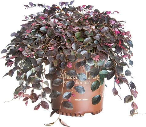 Amazon Purple Pixie Dwarf Weeping Chinese Fringe Flower