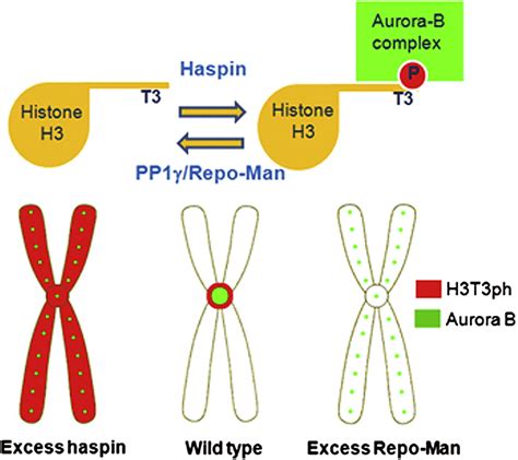 Pp Repo Man Dephosphorylates Mitotic Histone H At T And Regulates