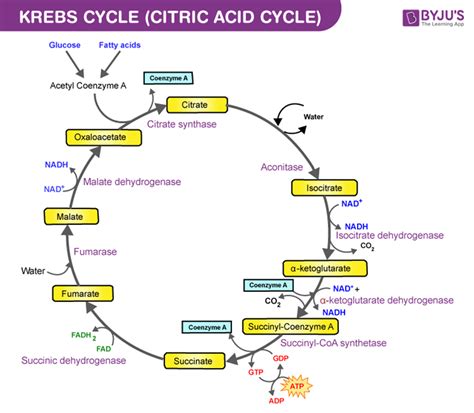 What Does The Tca Cycle Produce