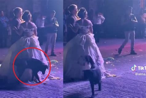 Perrito se cuela a fiesta de XV años y orina el vestido de la