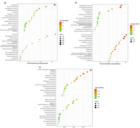 Pathway Enrichment Analysis Ac Kegg Enrichment Analysis Of The