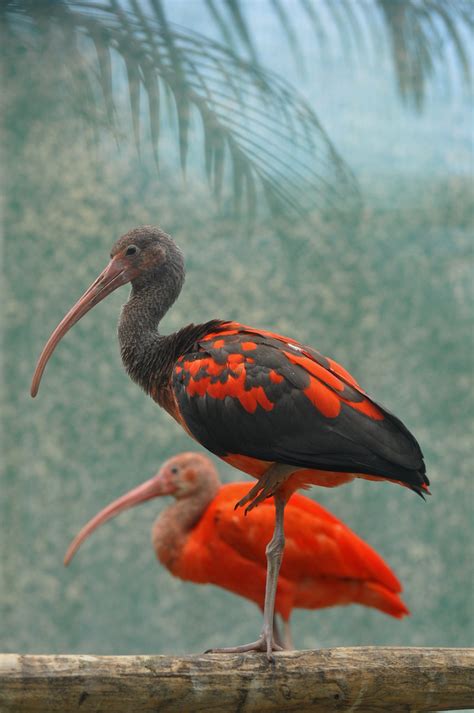 Scarlet Ibis Rode Ibis Eudocimus Ruber Ouwehands Rhenen Flickr