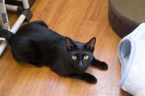 Black Cats In Japanese Cat Cafes