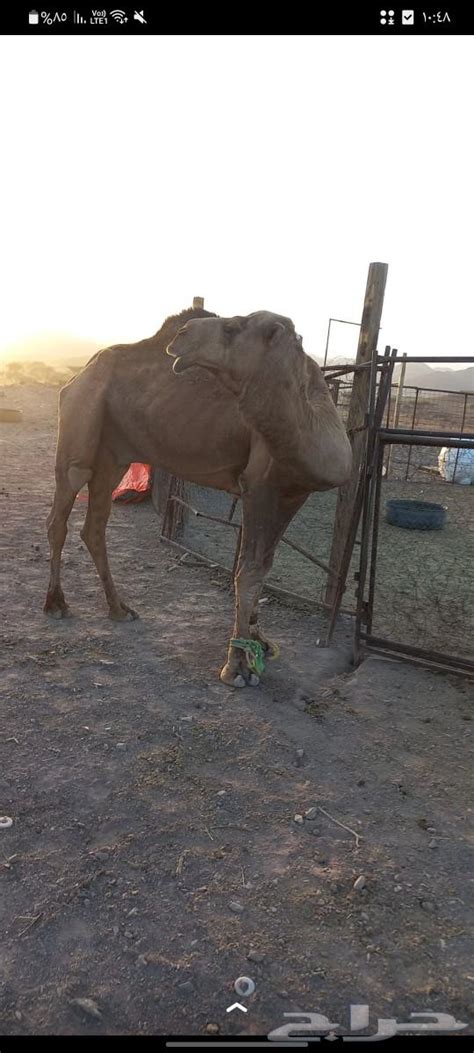 جمل احمر ادهم موقع حراج