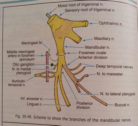 17 Best images about CNS on Pinterest | Brain injury, Neurons and Rinne ...