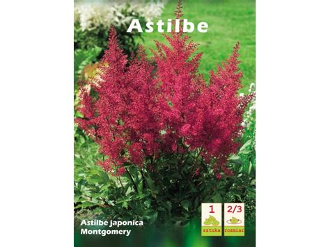 Astilbe Japonica Montgomery Szt Kupuj W Obi