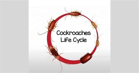 Cockroach Life Cycle - Metamorphosis of Intriguing Insects - Learn ...