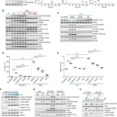 An Axis Of IL11 ERK P90RSK Inhibits LKB1 A Western Blots WB And