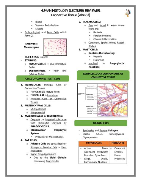 Solution Histology Connective Tissue Lecture Notes Studypool