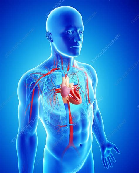 Male Cardiovascular System Artwork Stock Image F005 9992 Science