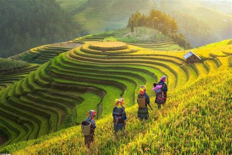 Truly Beautiful Hanoi Mu Cang Chai Yen Bai Tour Days