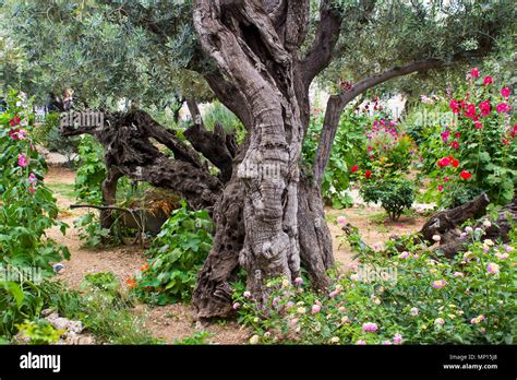 Ancient Olive Trees And Young Herbaceous Plants Living Side By Side In